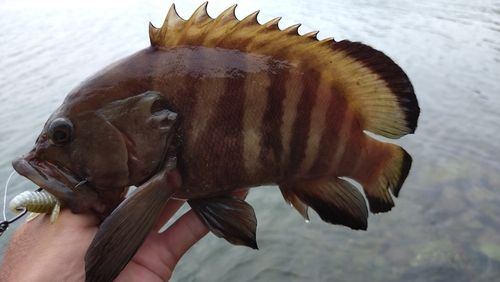ヤミハタの釣果