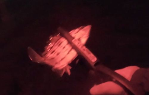 シマイサキの釣果