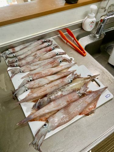 ヤリイカの釣果