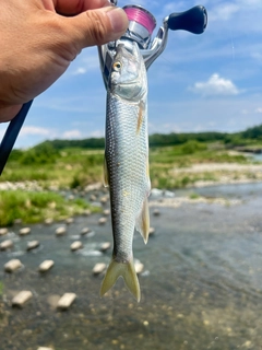 ハスの釣果