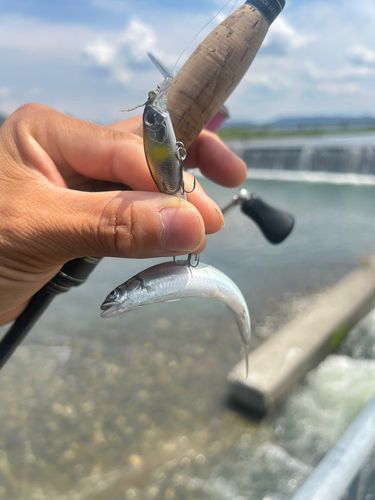 コアユの釣果