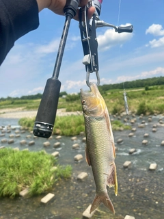 ハスの釣果