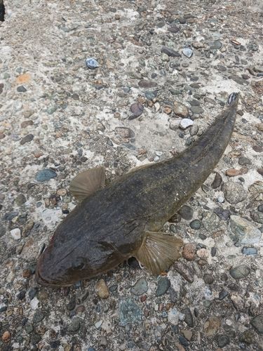 マゴチの釣果