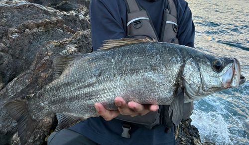 ヒラスズキの釣果