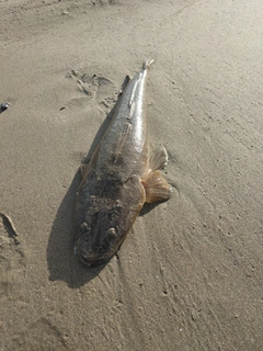 マゴチの釣果