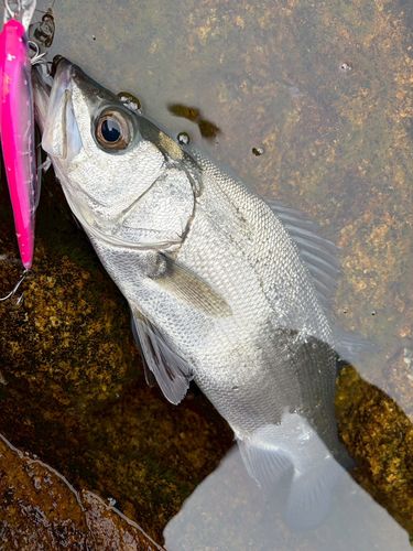 ヒラスズキの釣果