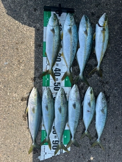 ヒラマサの釣果
