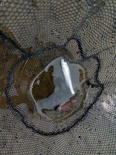 ハスの釣果