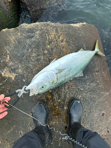 ブリの釣果