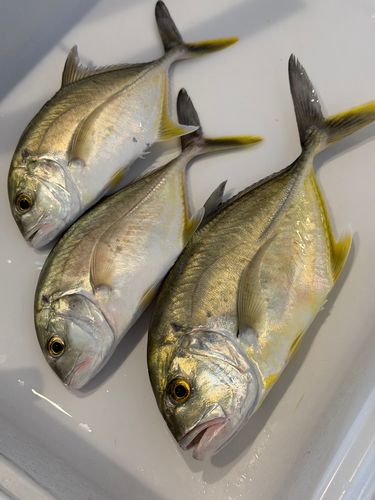 メッキの釣果