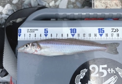 シロギスの釣果