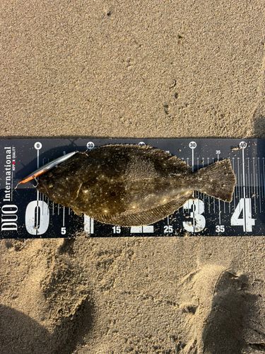 ソゲの釣果