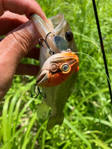 ラージマウスバスの釣果