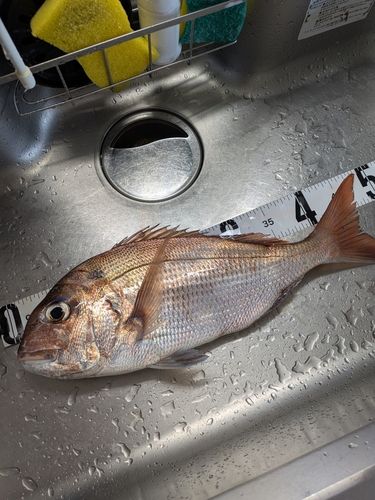 マダイの釣果