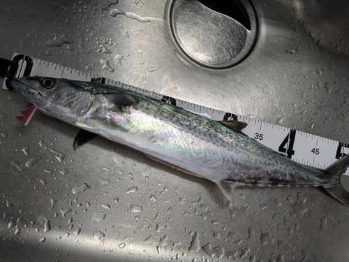 サゴシの釣果