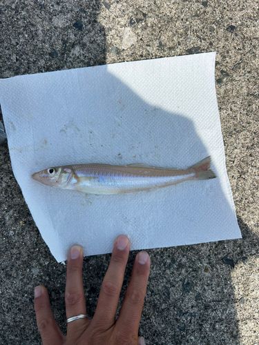 シロギスの釣果