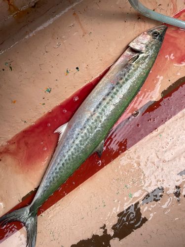 サゴシの釣果