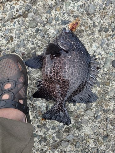 イシガキダイの釣果