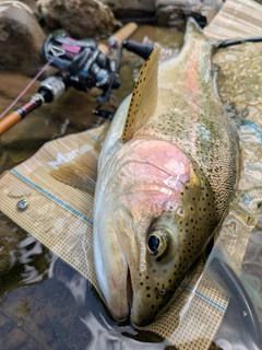 ニジマスの釣果