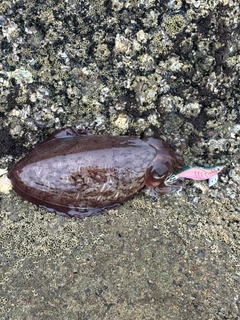 モンゴウイカの釣果