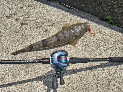 マゴチの釣果