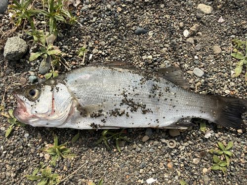 セイゴ（ヒラスズキ）の釣果