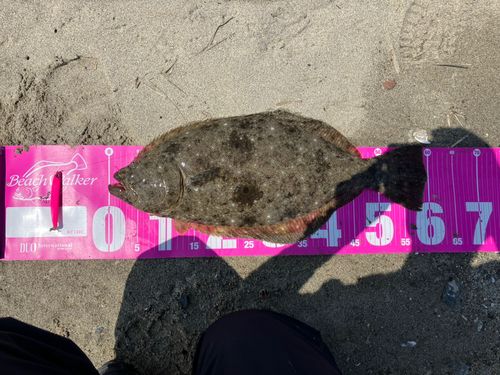 ヒラメの釣果