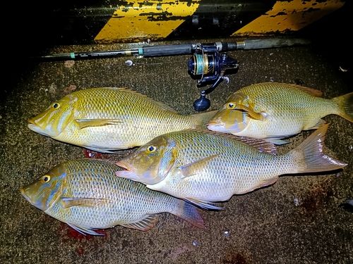 ハマフエフキの釣果