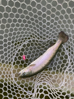 ニジマスの釣果