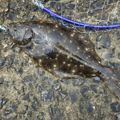 ヒラメの釣果