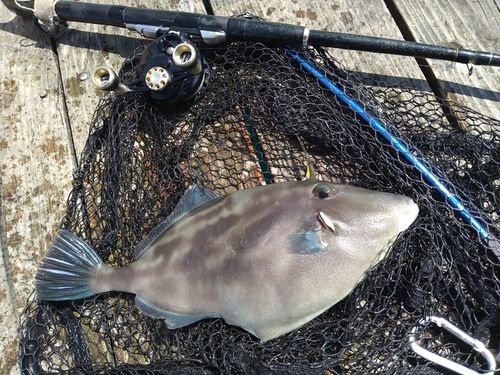 ウマヅラハギの釣果