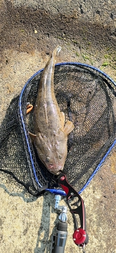 マゴチの釣果