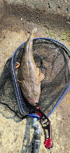 マゴチの釣果