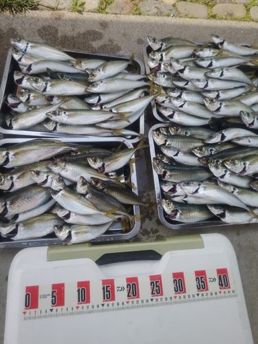 アジの釣果