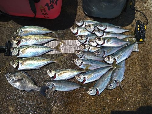 マアジの釣果