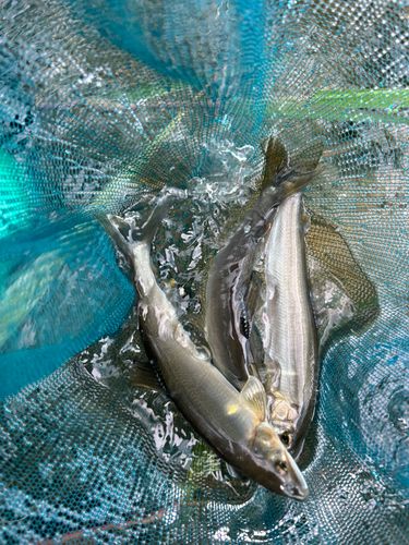 アユの釣果