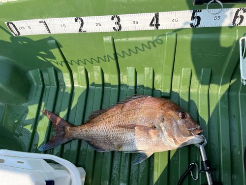 マダイの釣果