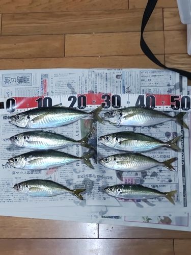 アジの釣果