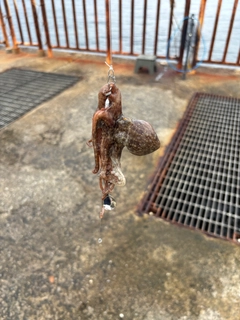 タコの釣果