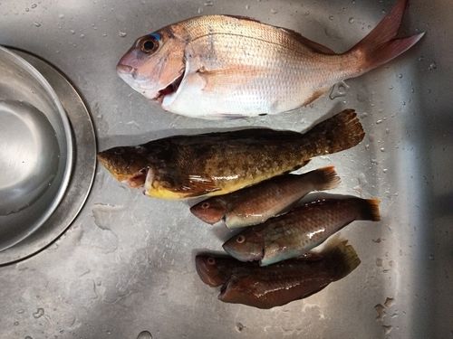 アイナメの釣果