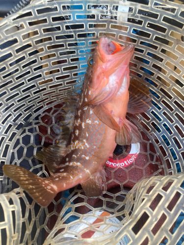 キジハタの釣果