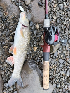 ウグイの釣果