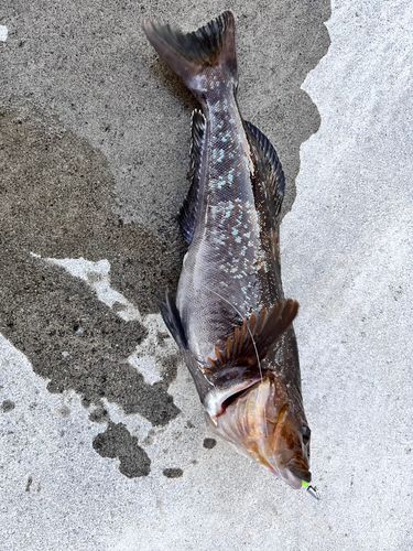 釣果