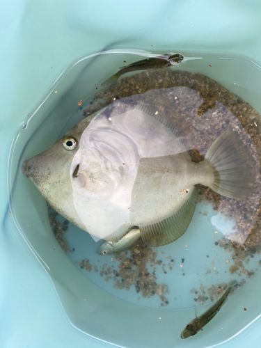 カワハギの釣果
