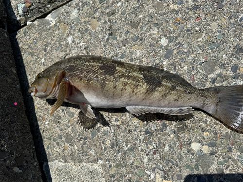 ホッケの釣果
