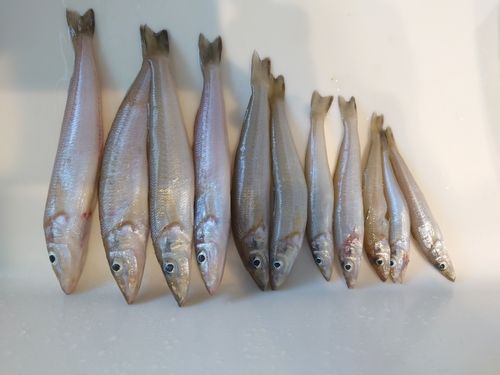 キスの釣果