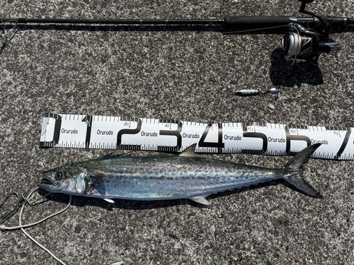 サワラの釣果