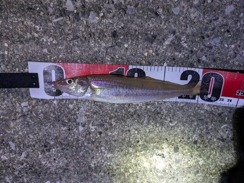 シロギスの釣果