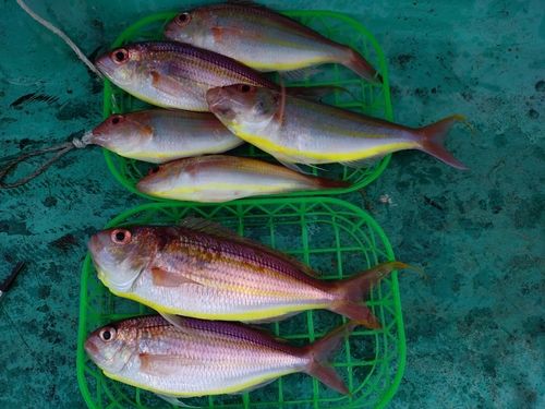 イトヨリダイの釣果