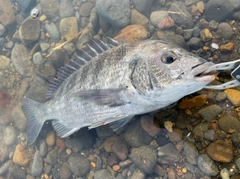 チヌの釣果